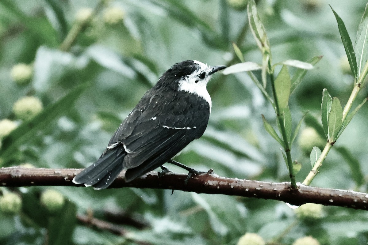 Black-backed Water-Tyrant - ML627669312