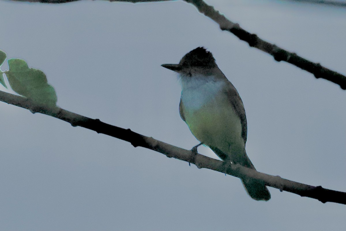 Swainson's Flycatcher - ML627669320