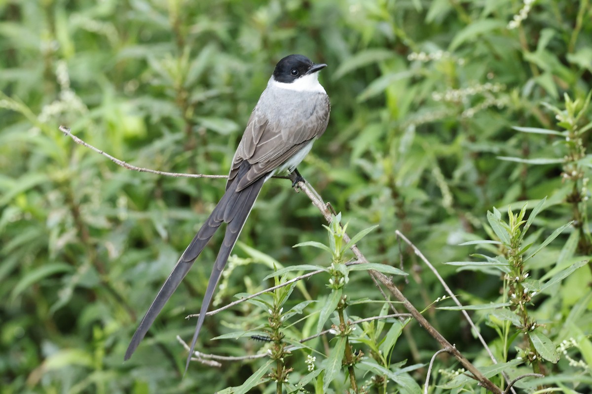 Fork-tailed Flycatcher - ML627669338