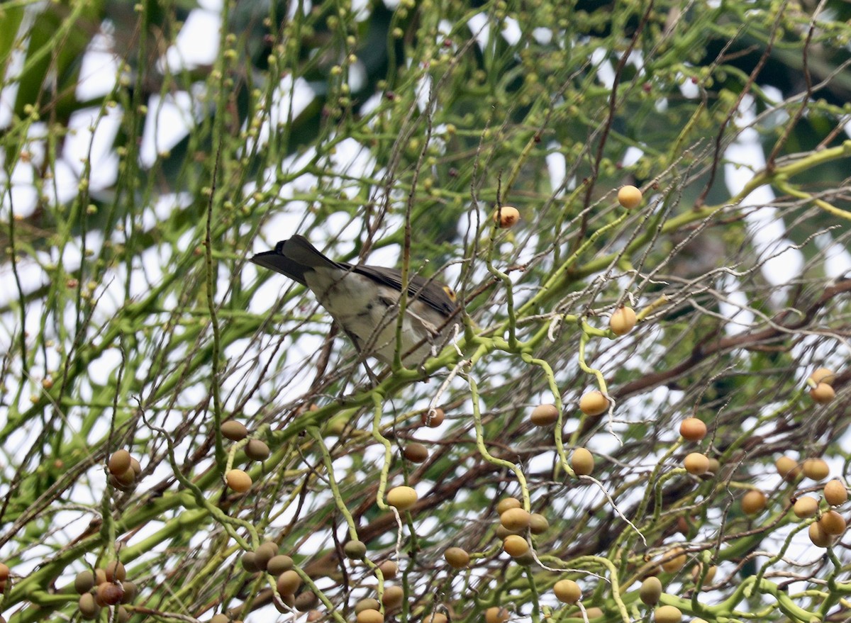 Spectacled Thrush - ML627669366