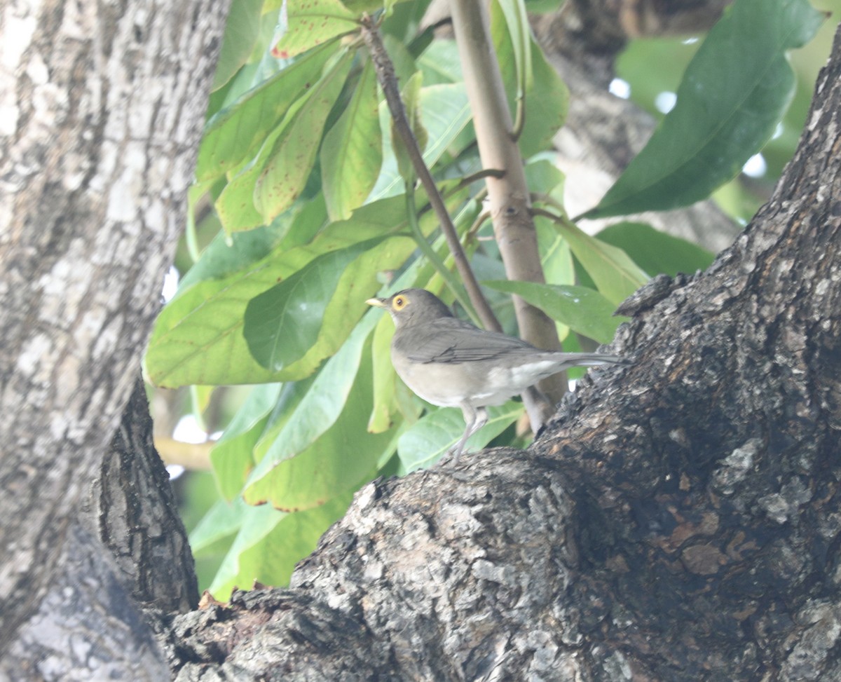 Spectacled Thrush - ML627669458