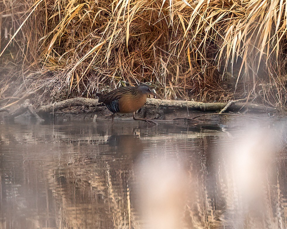 Virginia Rail - ML627669490