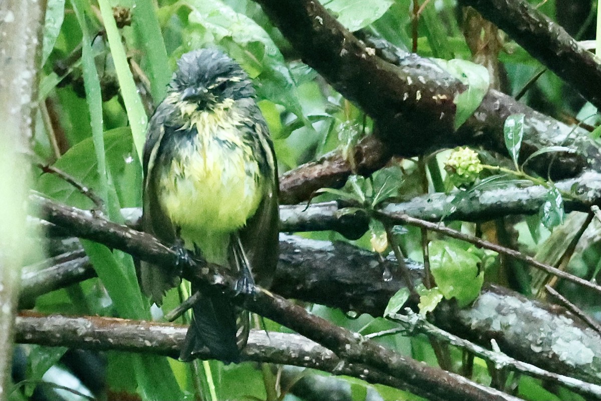 Yellow-browed Tyrant - ML627669543