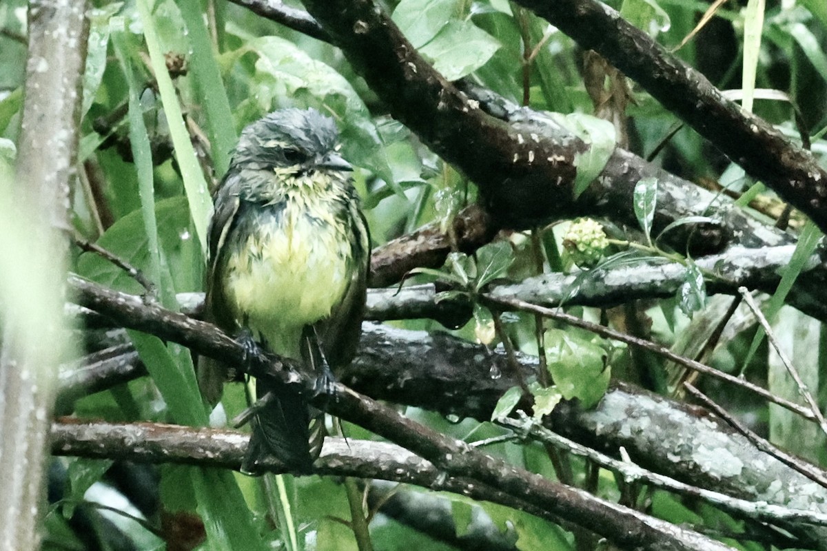 Yellow-browed Tyrant - ML627669544