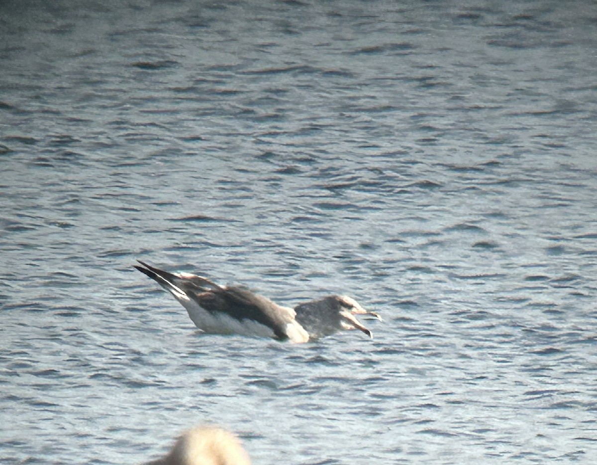 racek žlutonohý - ML627669560