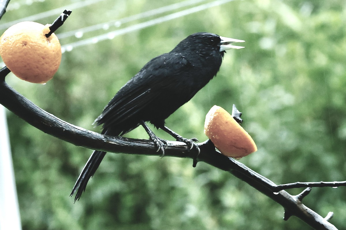 Solitary Black Cacique - ML627669594