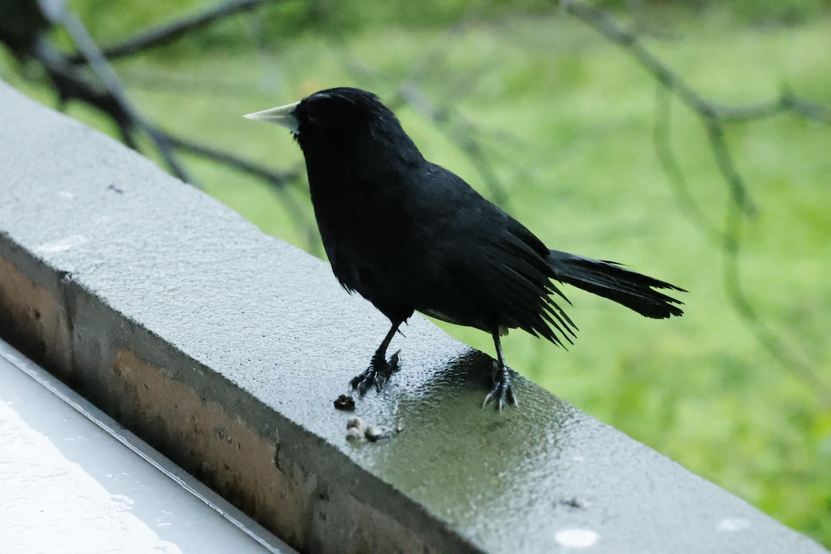 Solitary Black Cacique - ML627669595