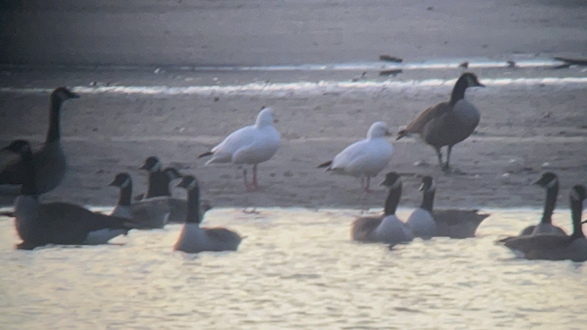 husa bělostná - ML627669614