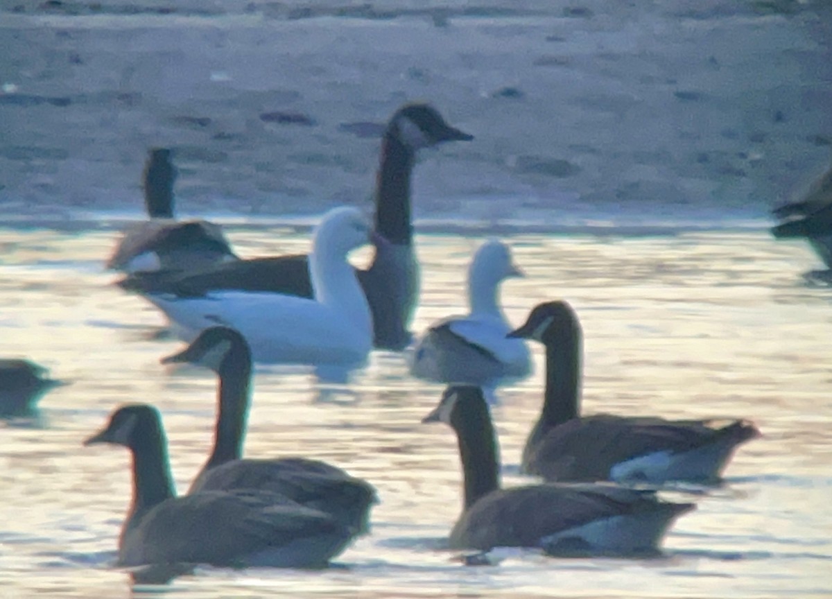 husa bělostná - ML627669615