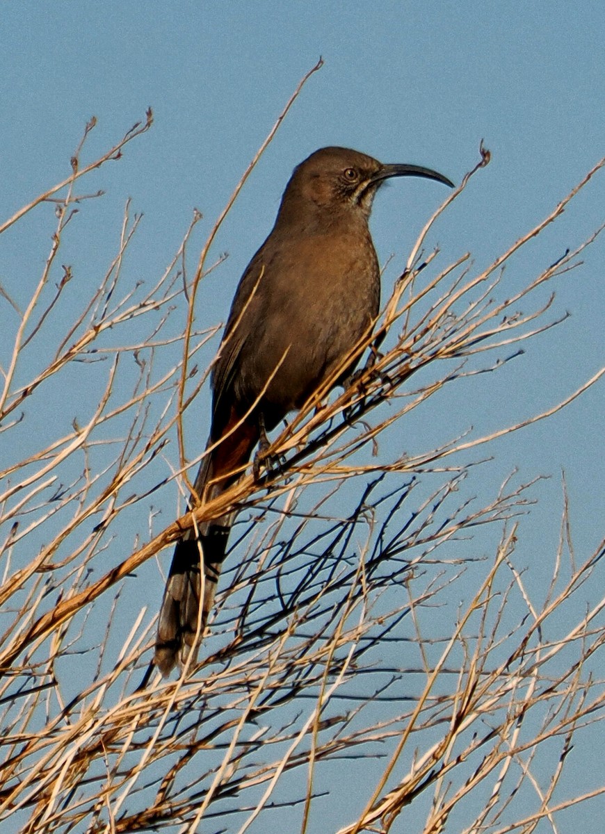 Crissal Thrasher - ML627669790