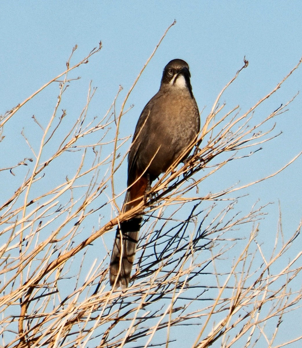 Crissal Thrasher - ML627669792