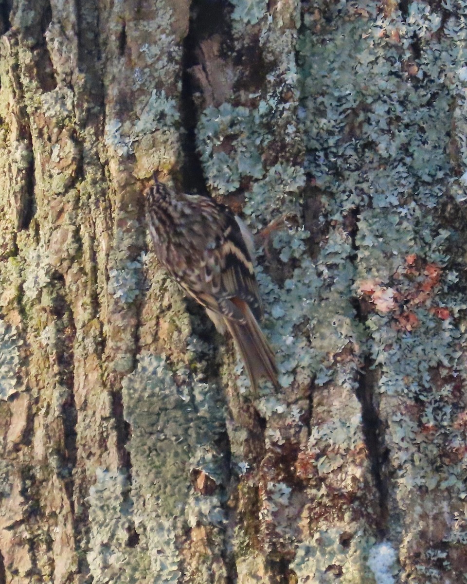 Brown Creeper - ML627669825