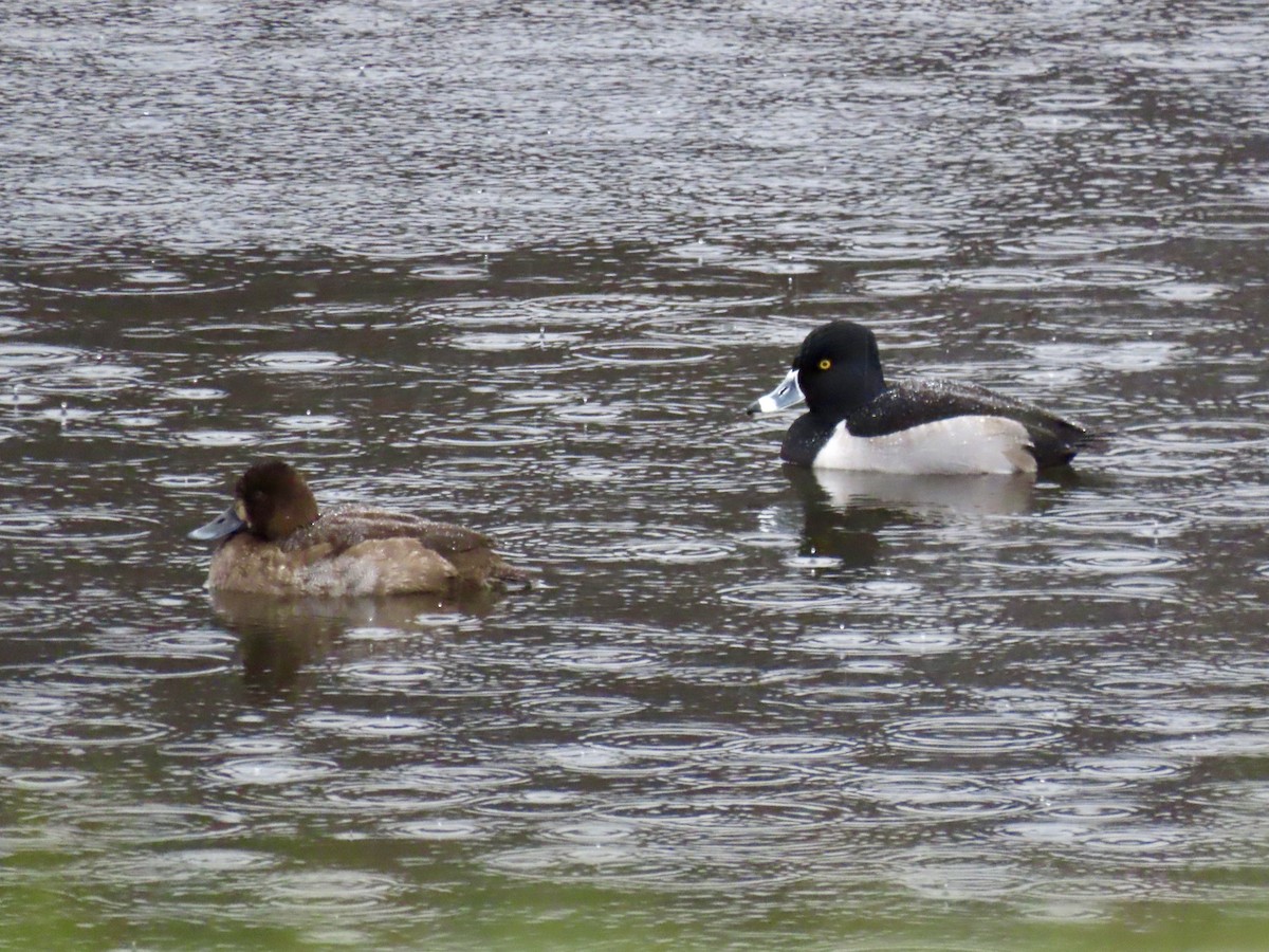 Ring-necked Duck - ML627669937