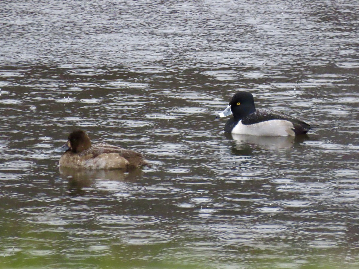 Ring-necked Duck - ML627669938