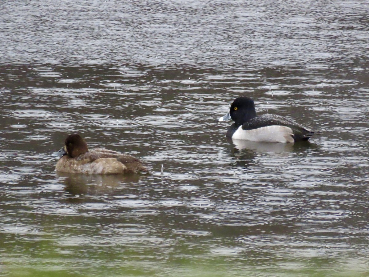 Ring-necked Duck - ML627669939