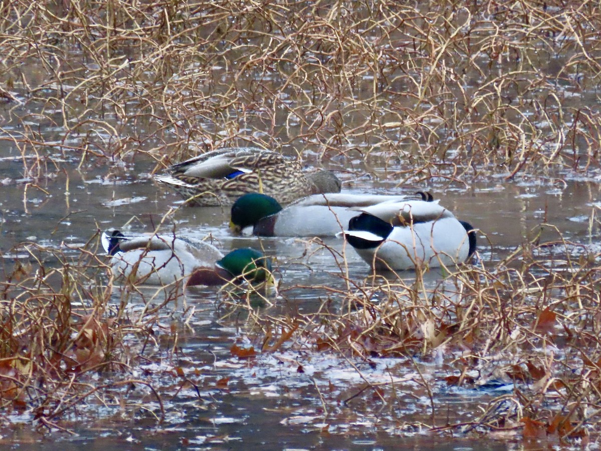 Mallard - ML627669946