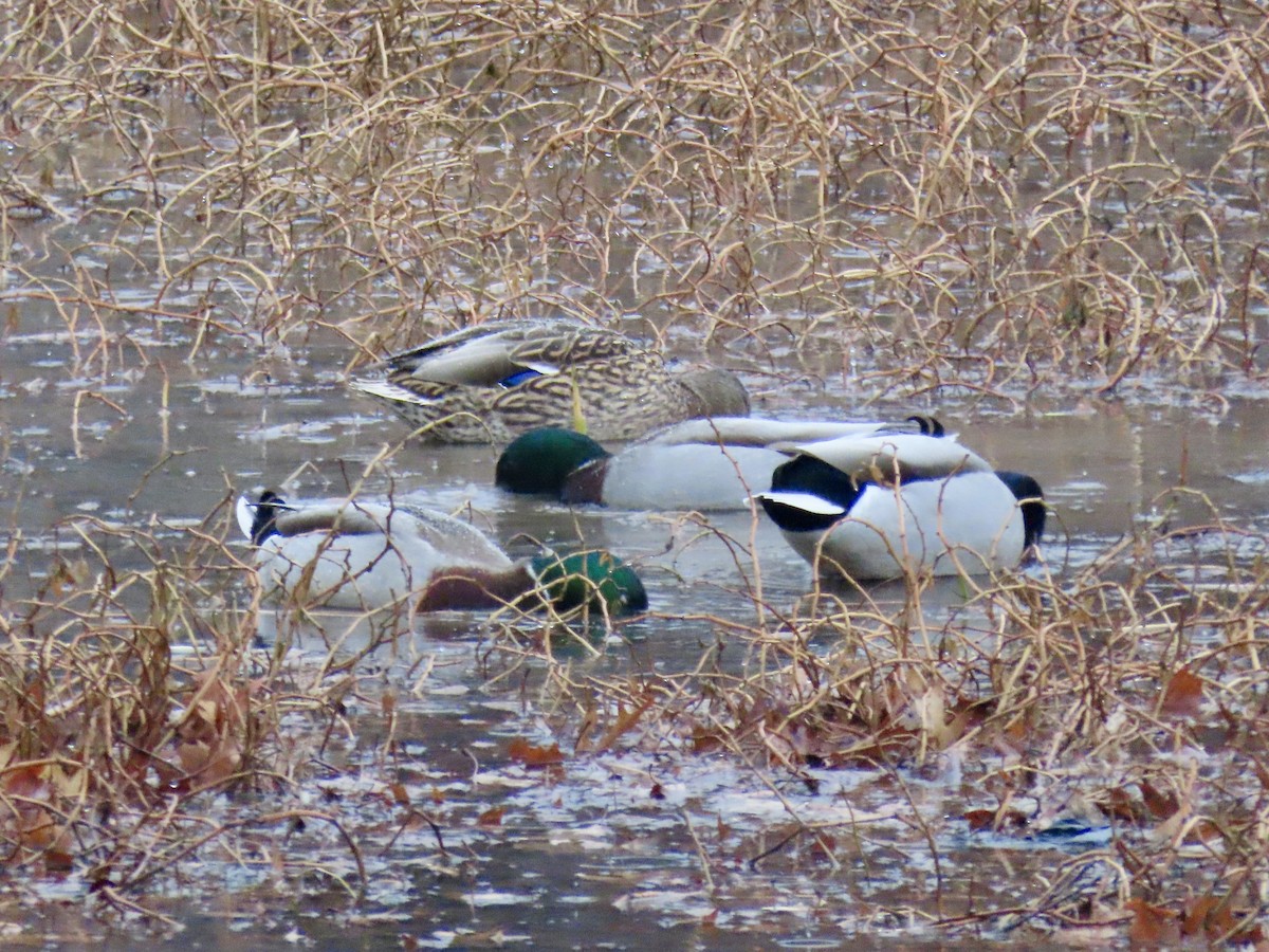 Mallard - ML627669947