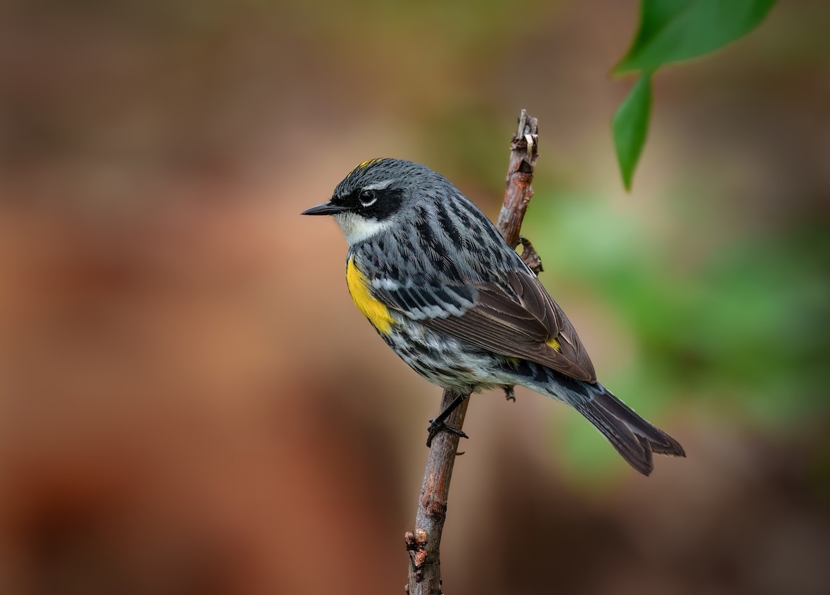 Yellow-rumped Warbler - ML627669956