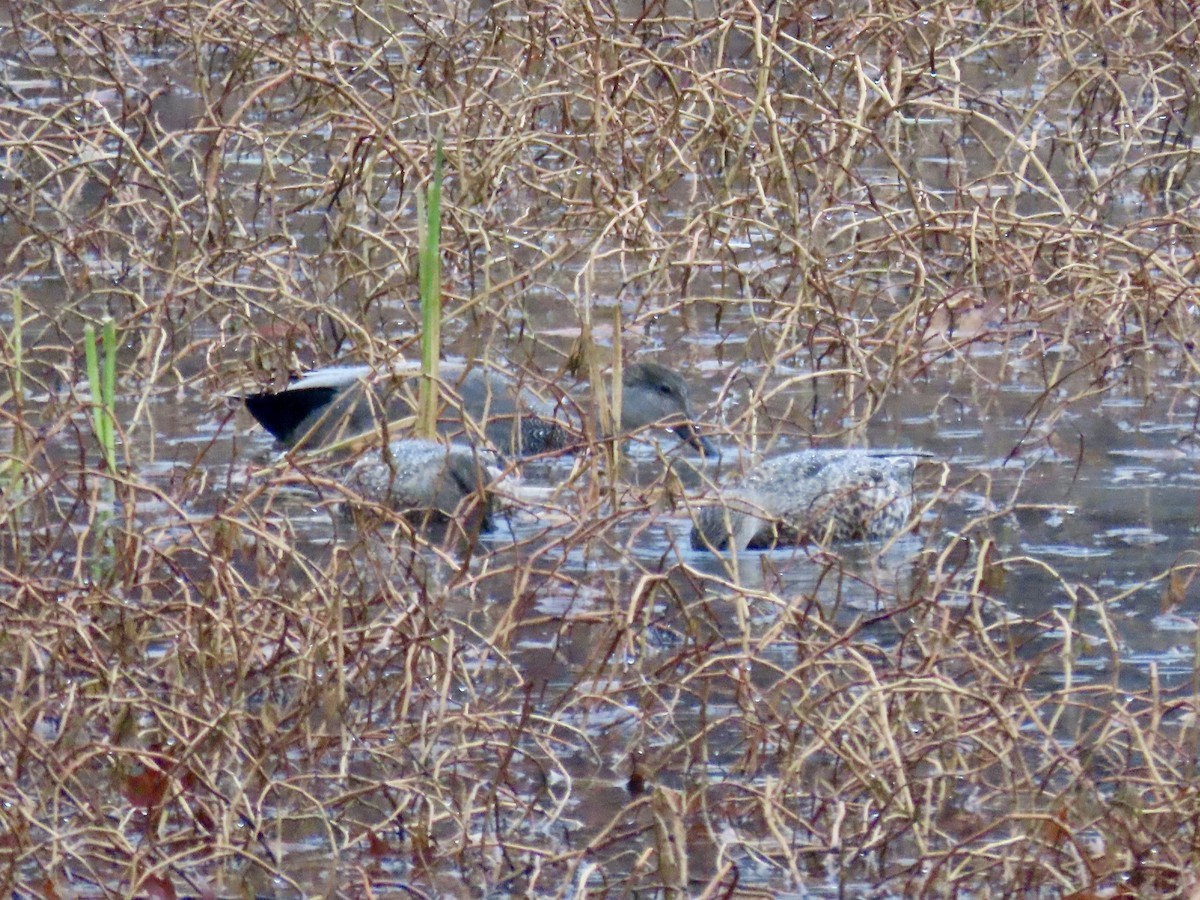 Gadwall - ML627669962