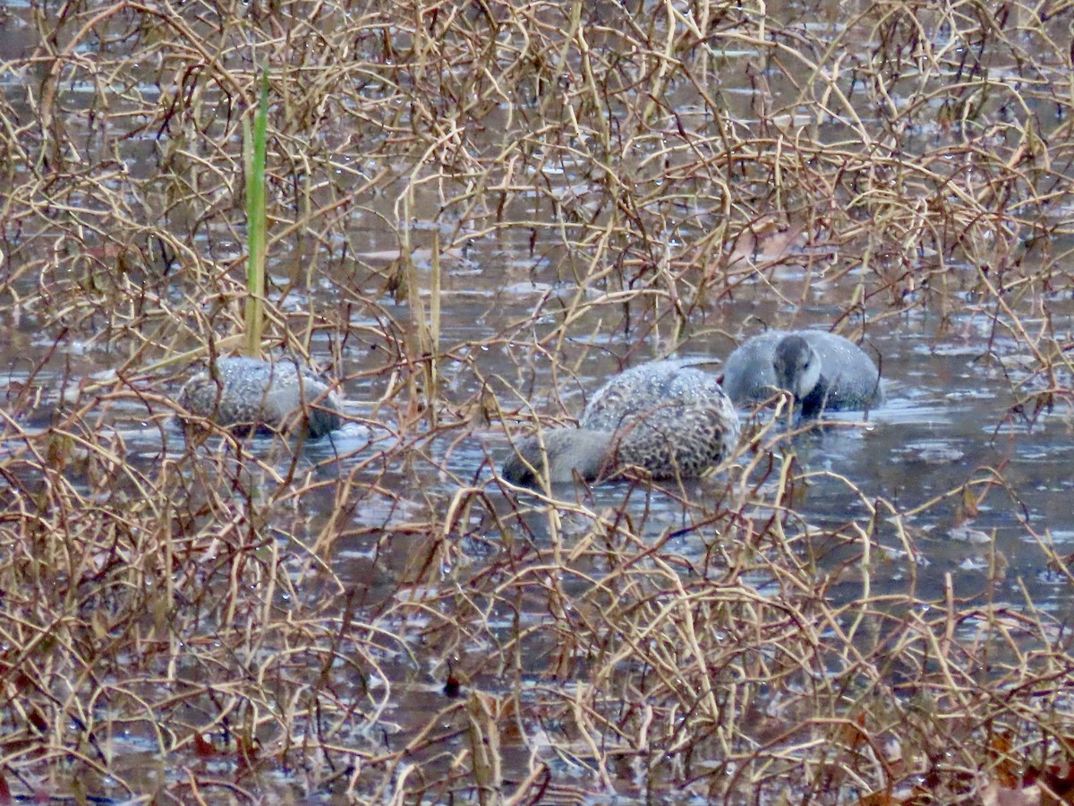 Gadwall - ML627669963