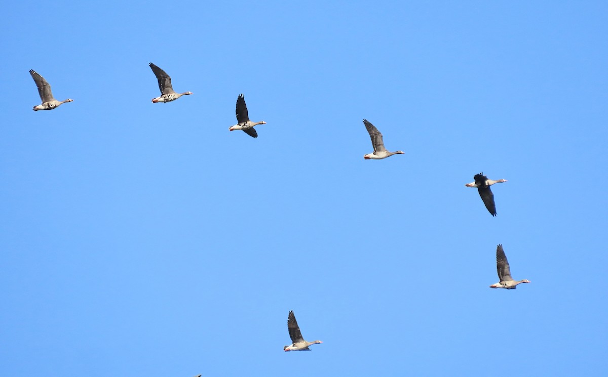 Greater White-fronted Goose - ML627670230