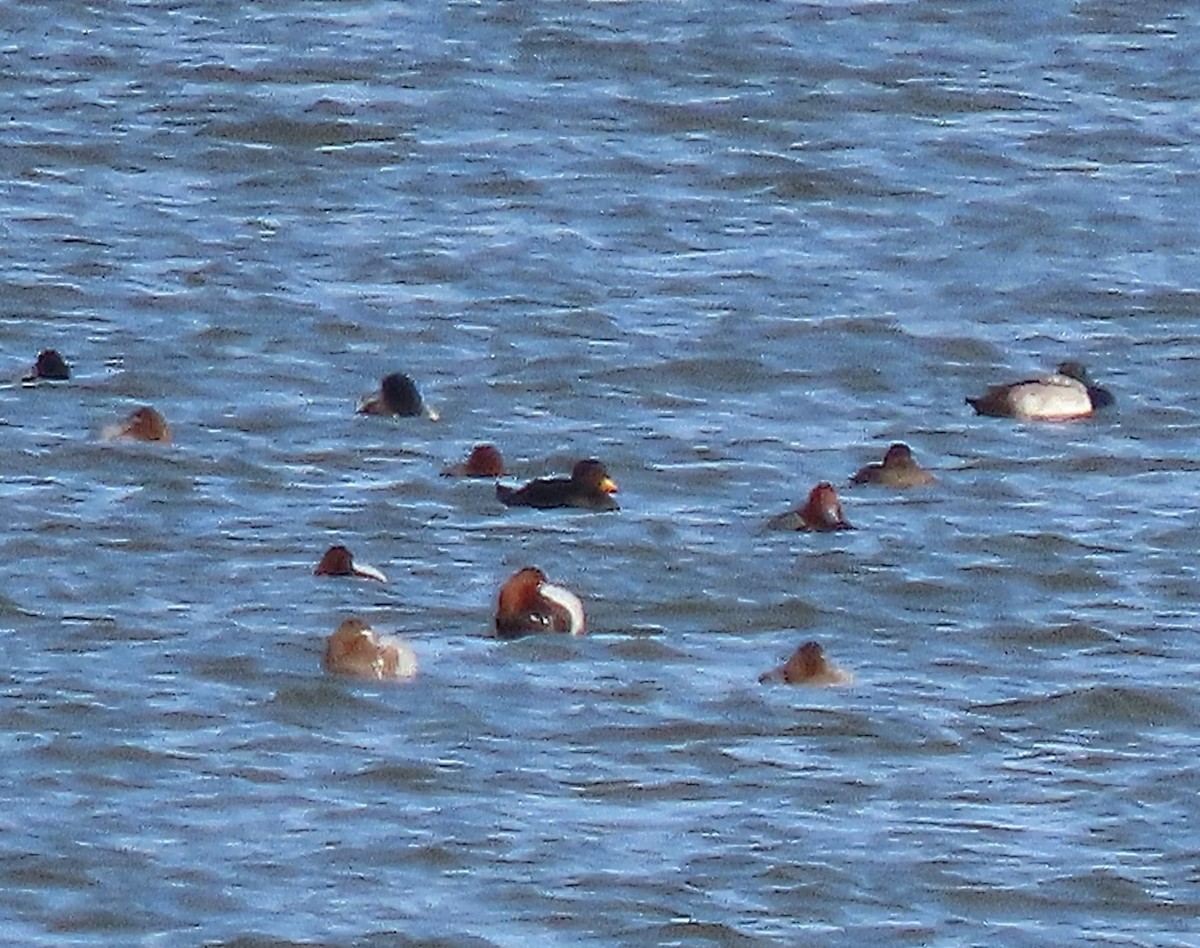 Black Scoter - ML627670236