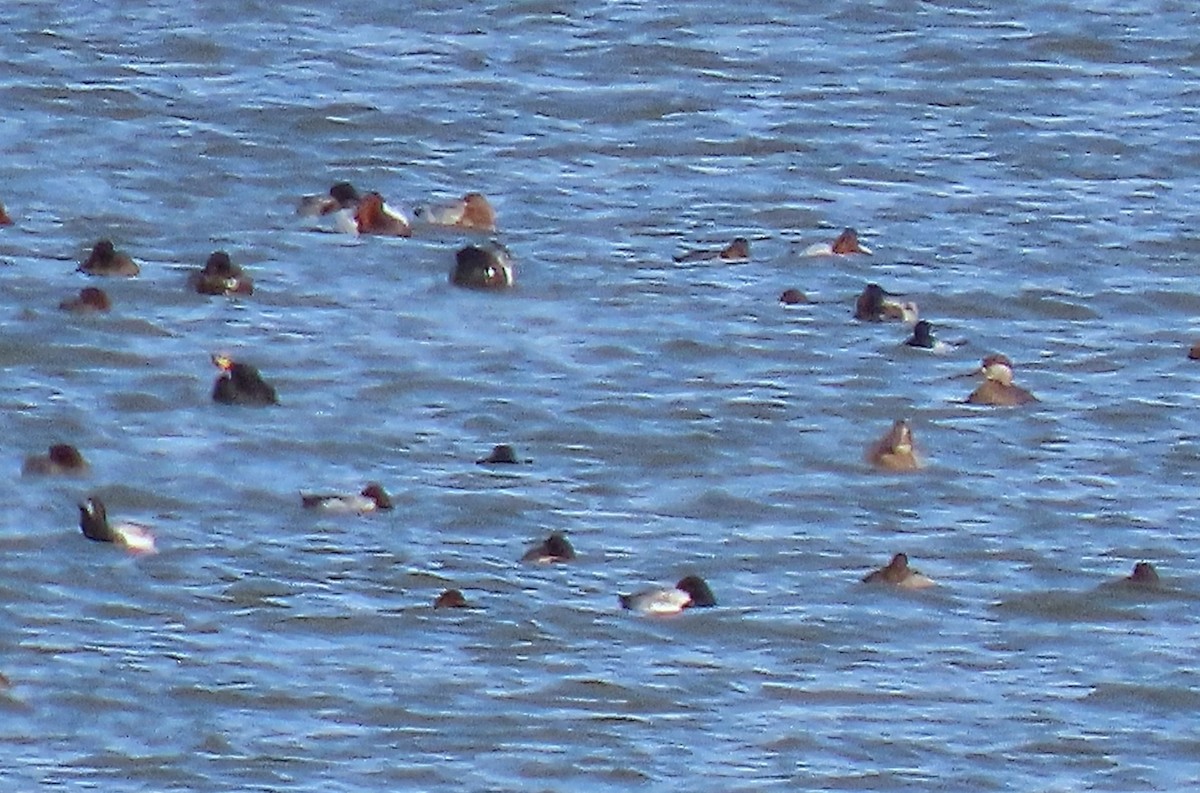 Black Scoter - ML627670238