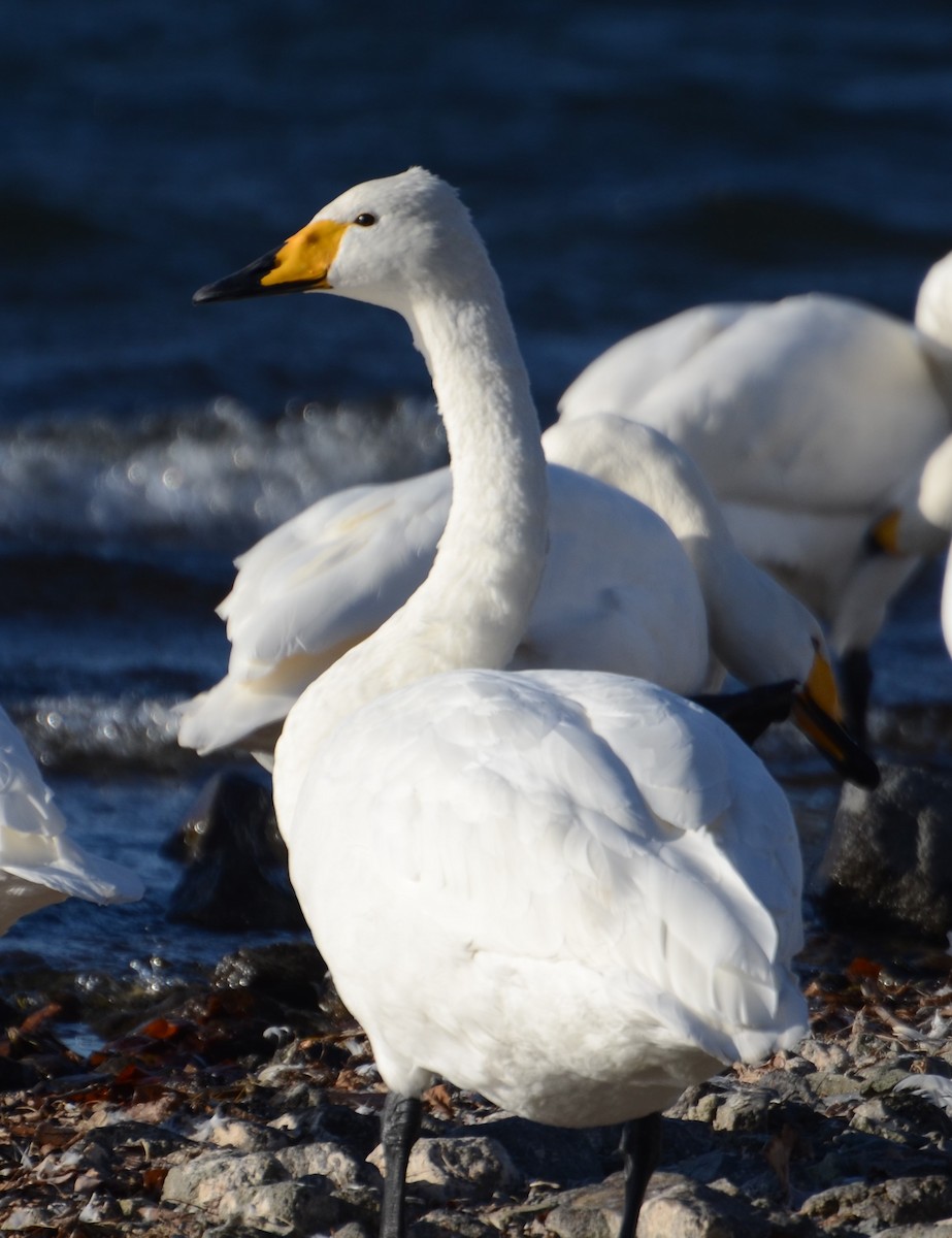 Whooper Swan - ML627670241