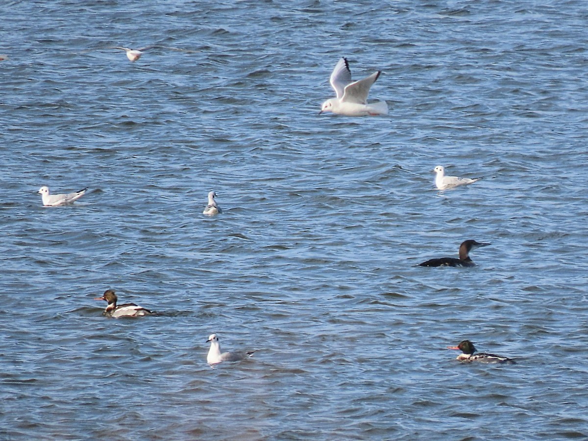 Bonaparte's Gull - ML627670255