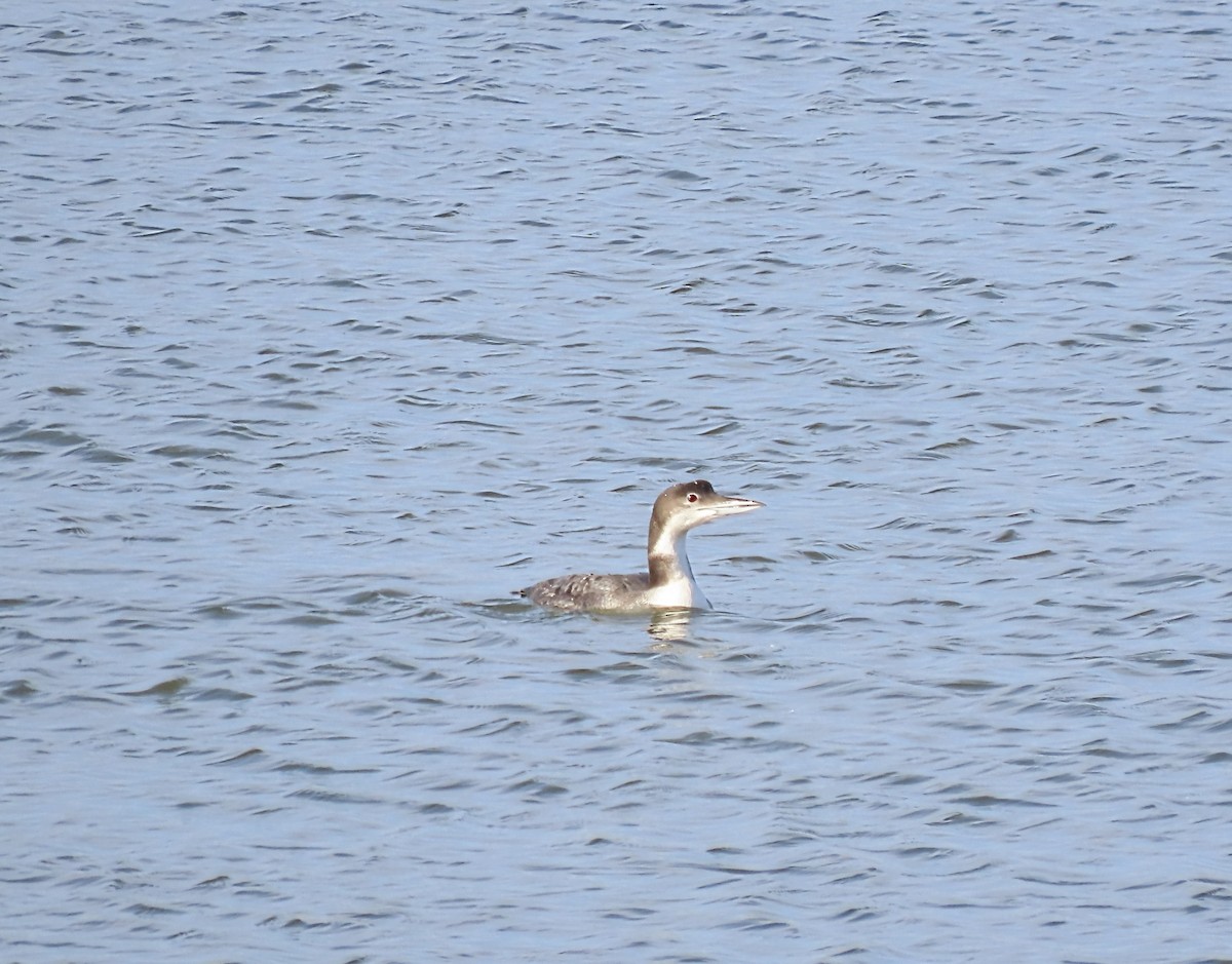 Common Loon - ML627670266