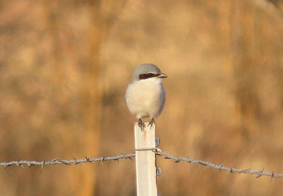 Loggerhead Shrike - ML627670272