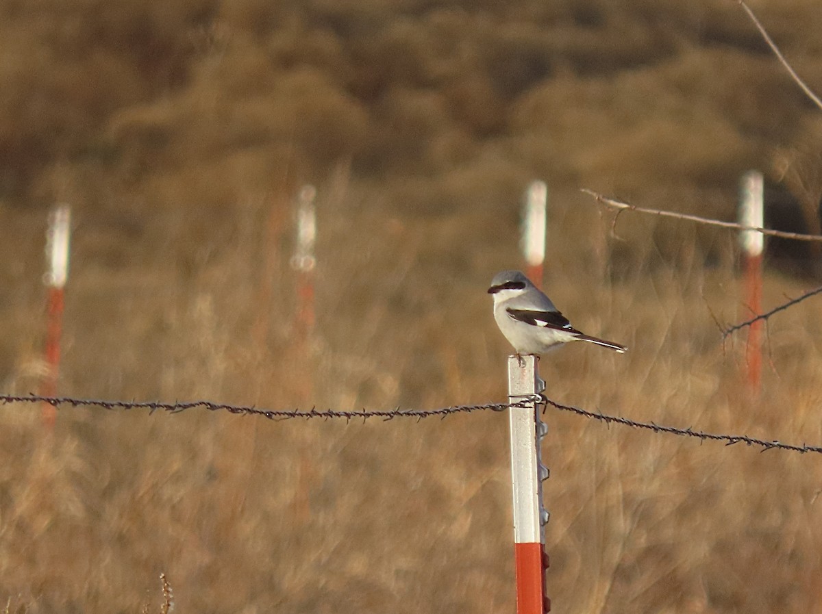 Loggerhead Shrike - ML627670273