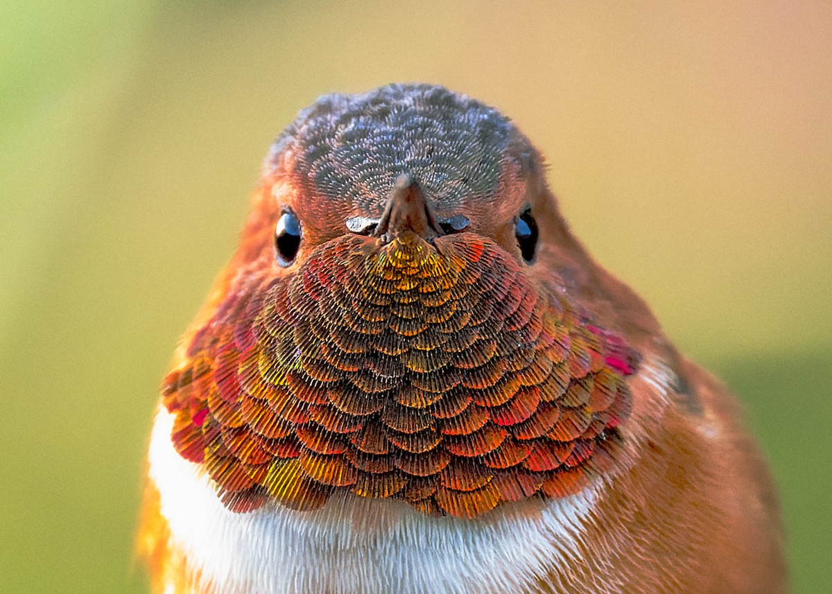 Allen's Hummingbird - ML627670373