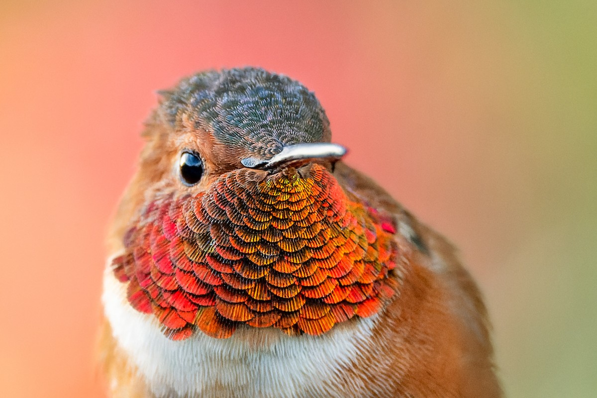Allen's Hummingbird - Ruslan Balagansky