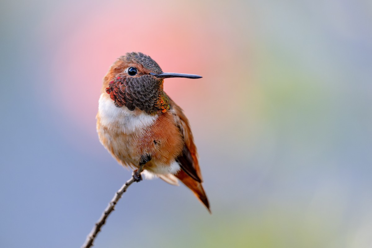 Allen's Hummingbird - ML627670378