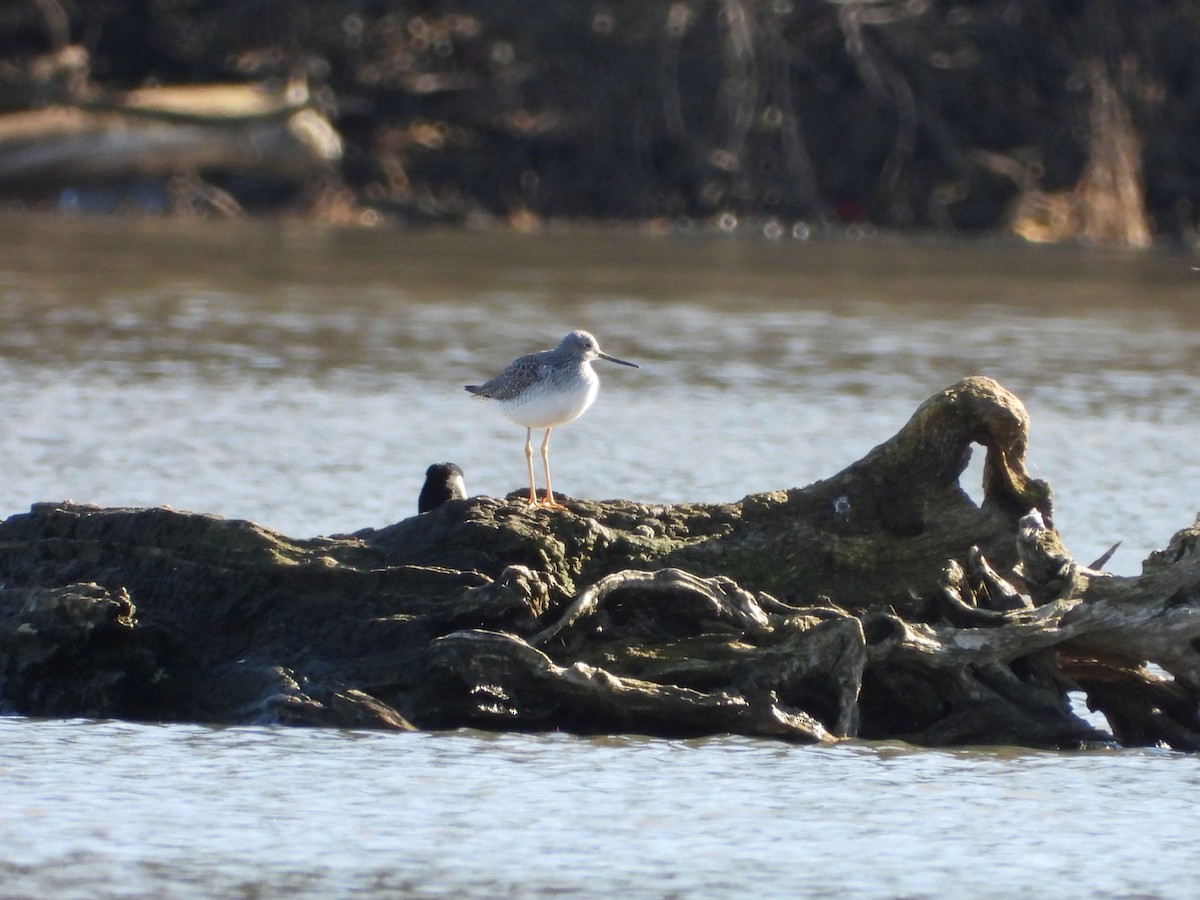 Greater Yellowlegs - ML627670625