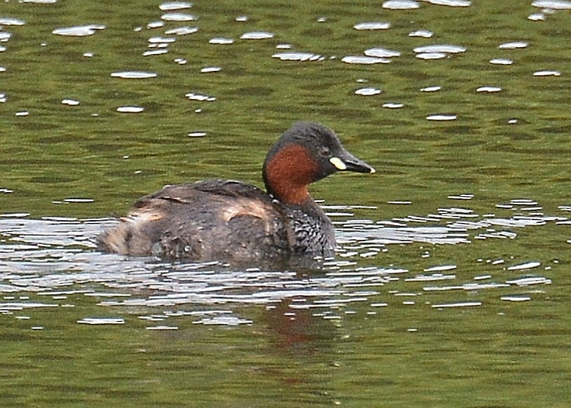 Little Grebe - John Wyatt