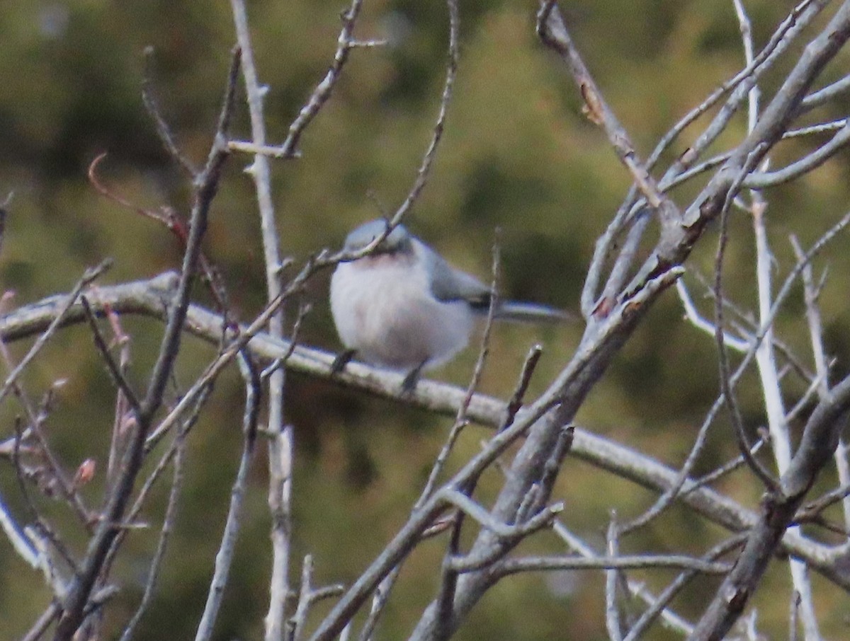 Bushtit (Interior) - ML627670716