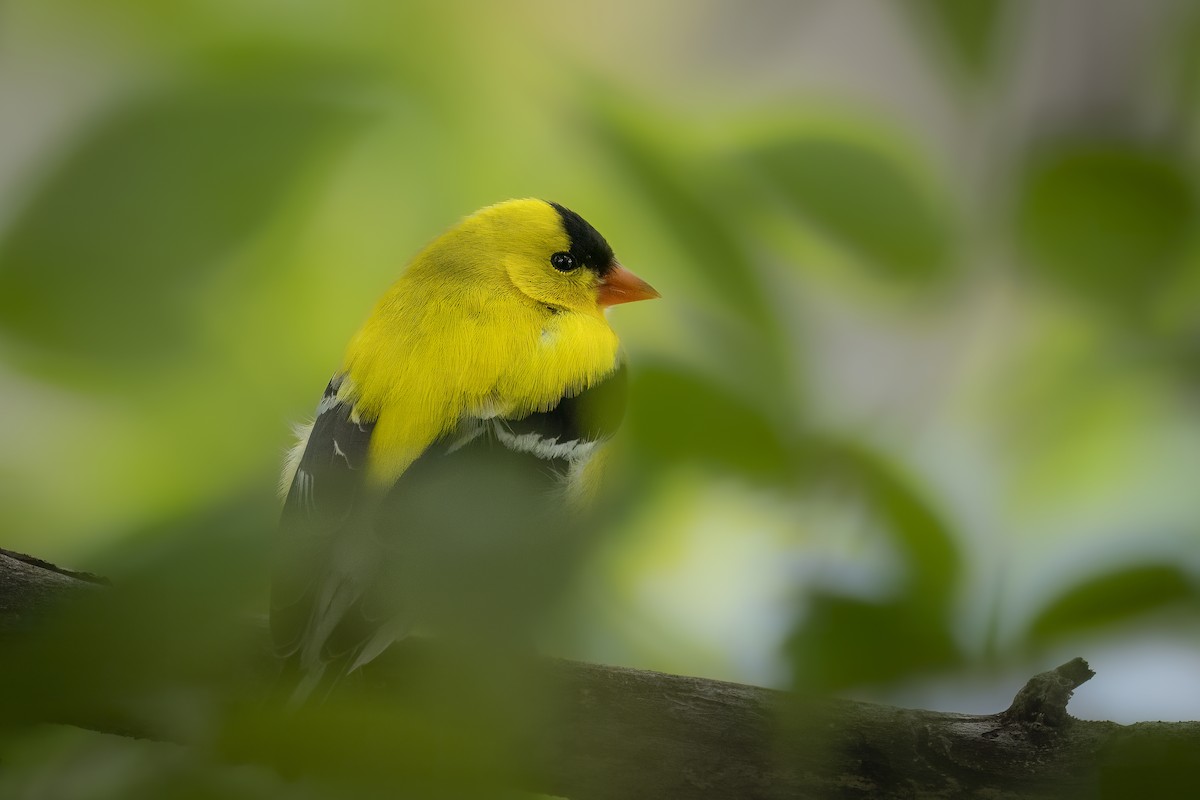 American Goldfinch - ML627670749