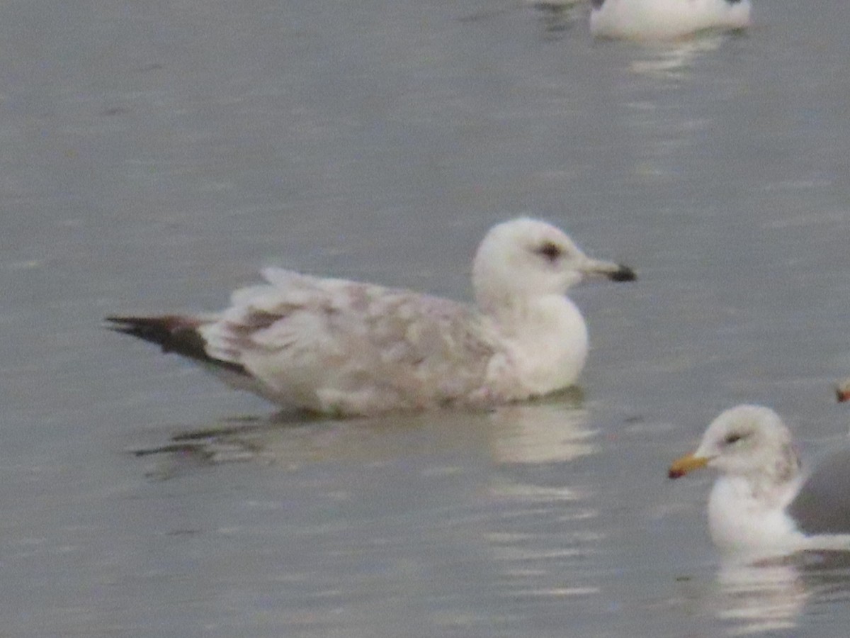 Iceland Gull (Thayer's) - ML627670828