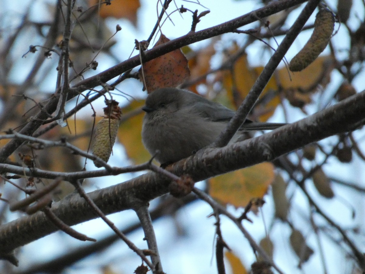 Bushtit - ML627670918