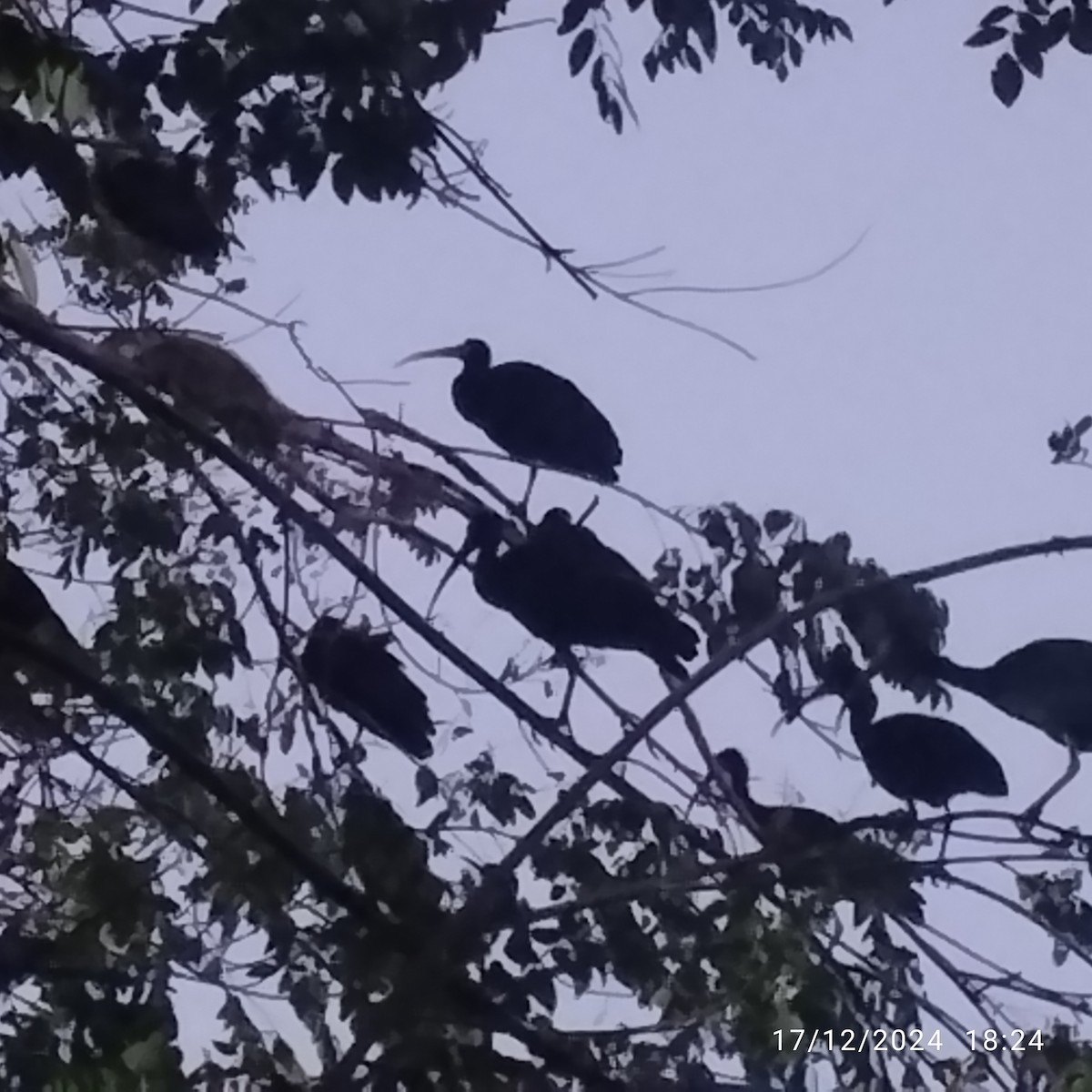 Bare-faced Ibis - ML627670973