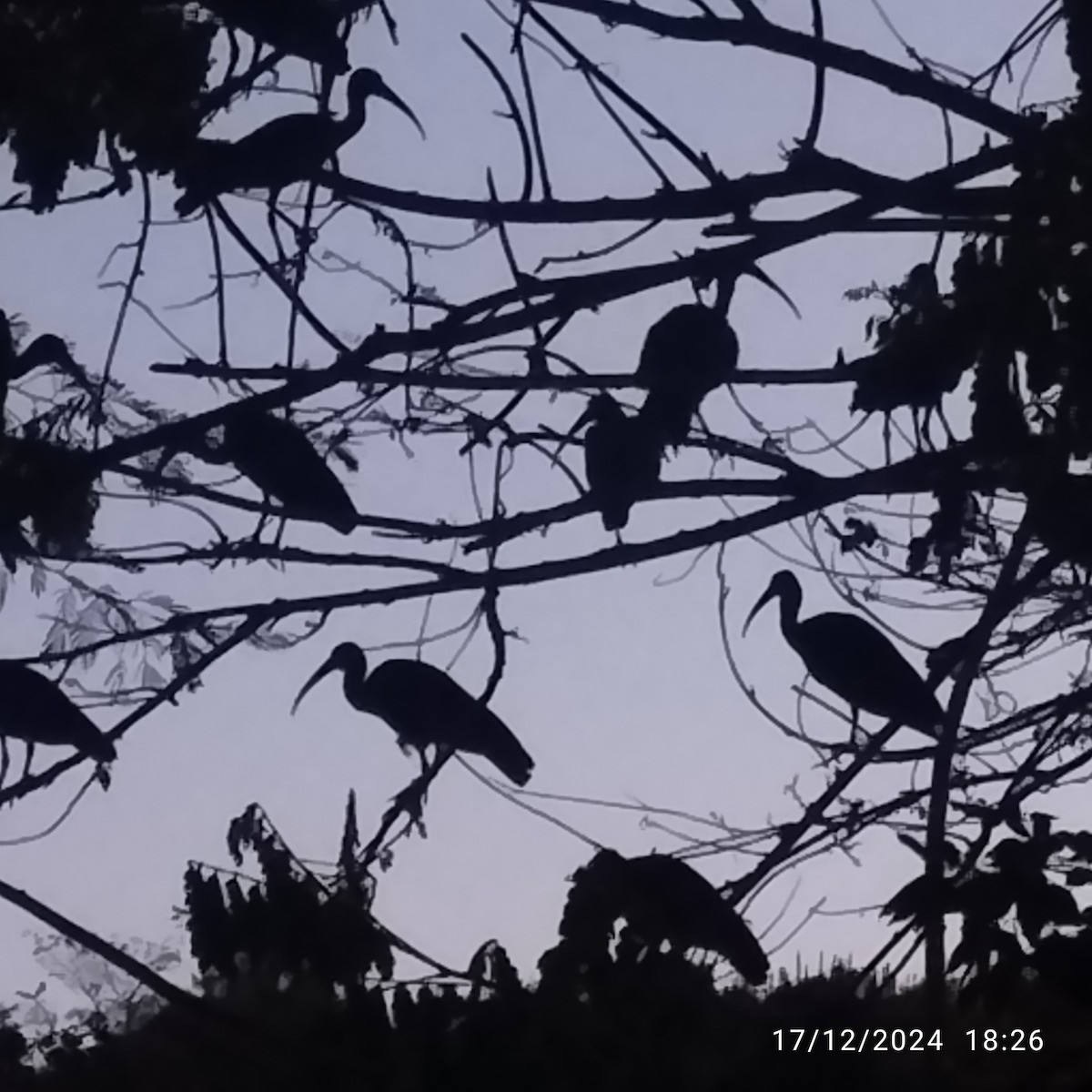 Bare-faced Ibis - ML627670974