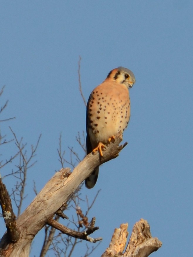 American Kestrel - ML627671008