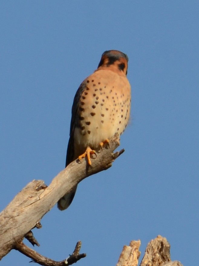 American Kestrel - ML627671009