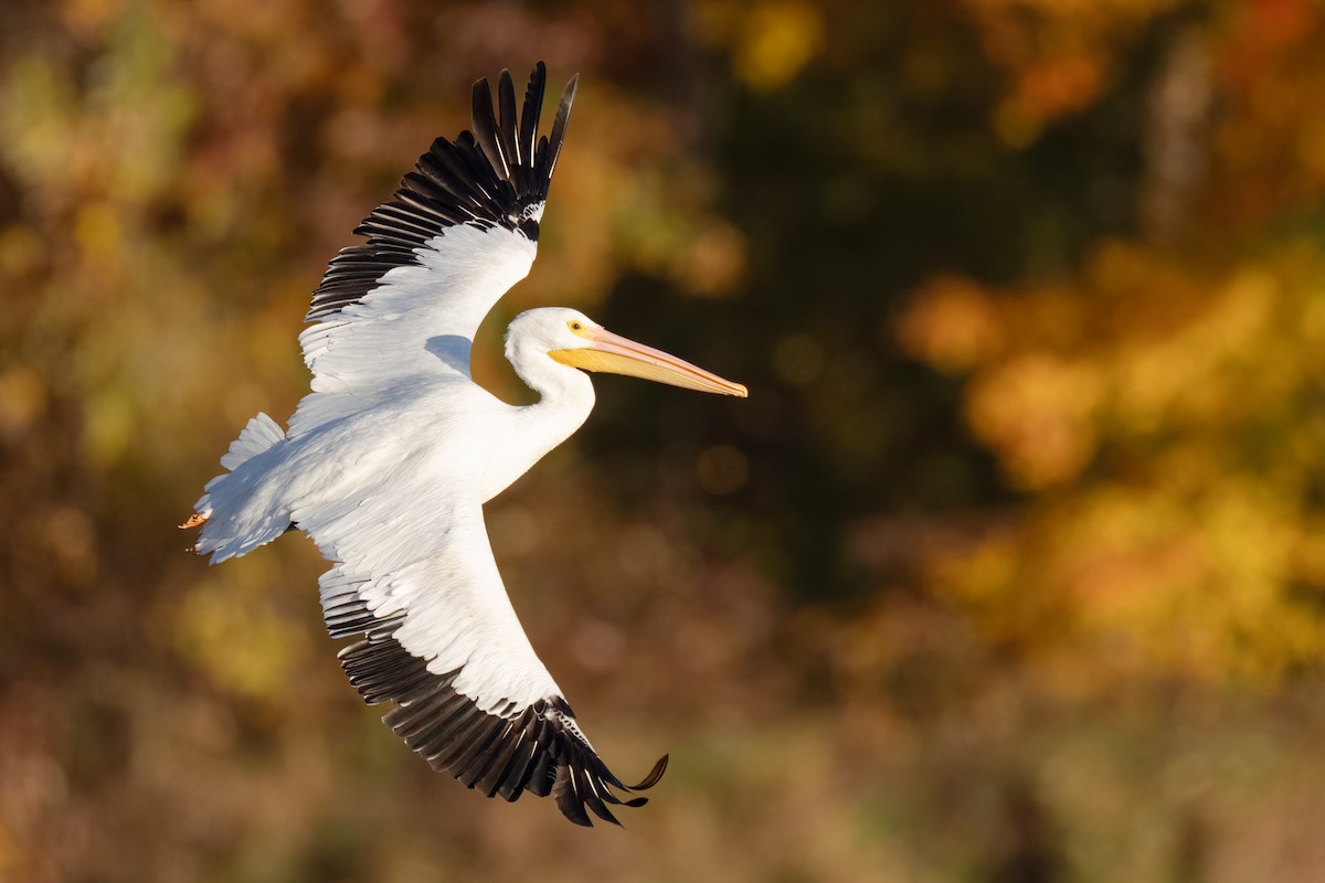 pelikán severoamerický - ML627671034