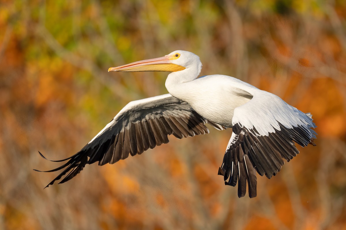 pelikán severoamerický - ML627671036