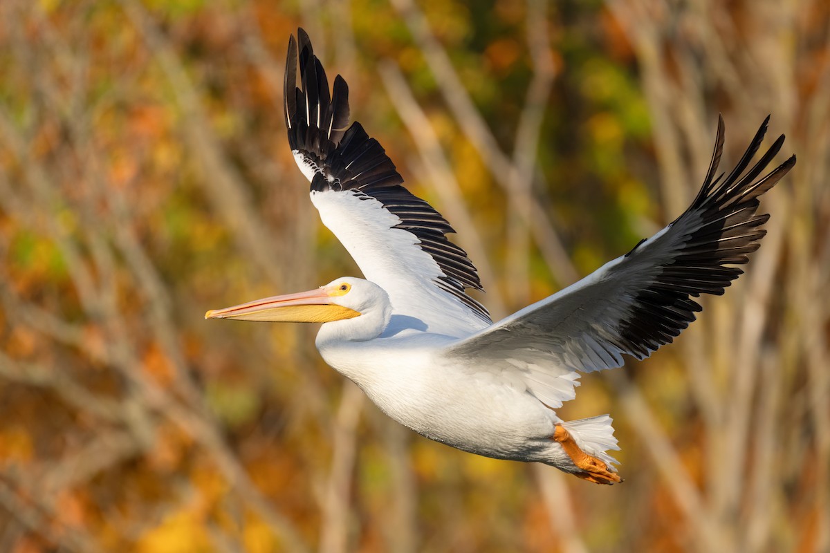 pelikán severoamerický - ML627671037