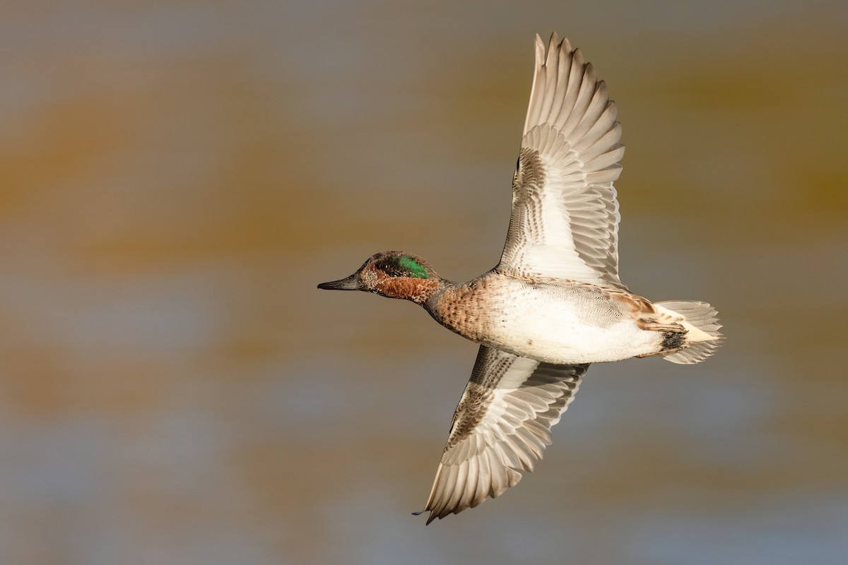 čírka obecná - ML627671059