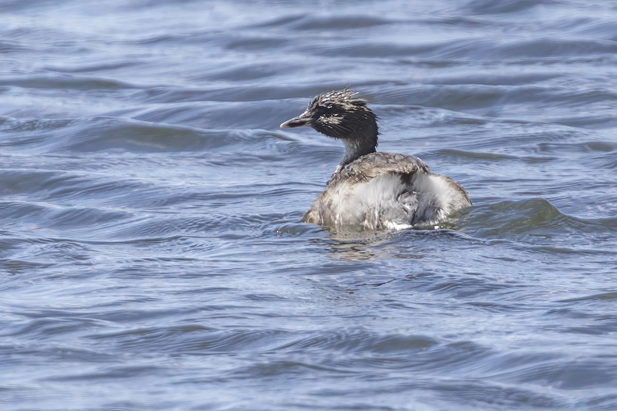 Hoary-headed Grebe - ML627671140